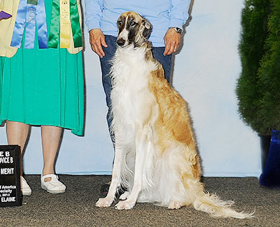 2013 Obedience Award of Merit