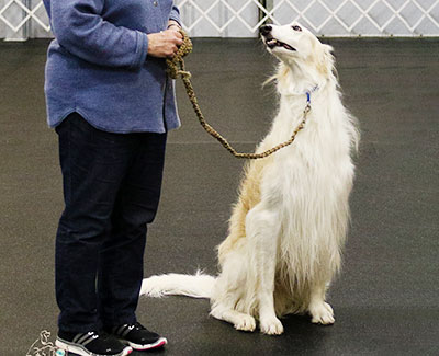 2013 Obedience Beginner Novice Class 'B' - 3rd