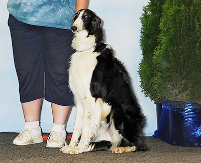 2013 Obedience Beginner Novice Class 'A' - 1st