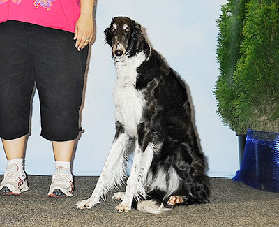 2013 Obedience Novice Class 'A' - 2nd