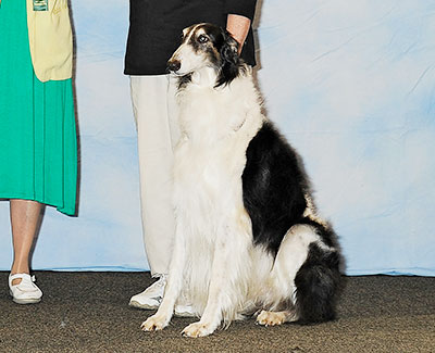 2013 Obedience Novice Class 'B' - 3rd