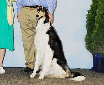 2013 Obedience Novice Class 'A' - 1st