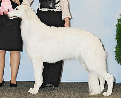 2013 Reserve Winners Dog