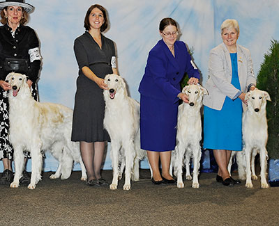 2013 Stud Dog Class - 1st