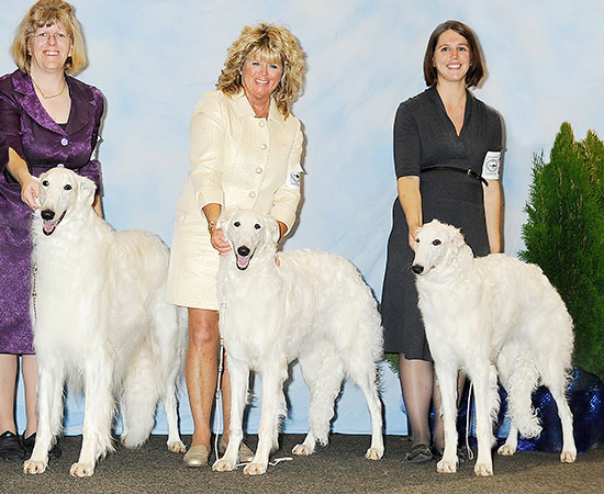 2013 Stud Dog Class - 2nd