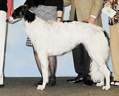 2013 Puppy Sweepstakes Bitch, 12 months and under 15 - 3rd