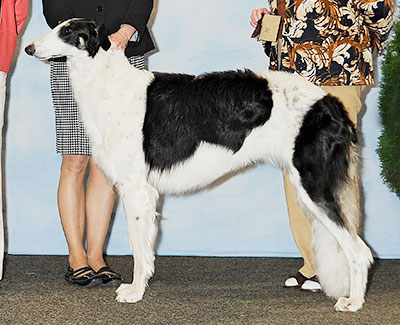 2013 Puppy Sweepstakes Bitch, 15 months and under 18 - 2nd