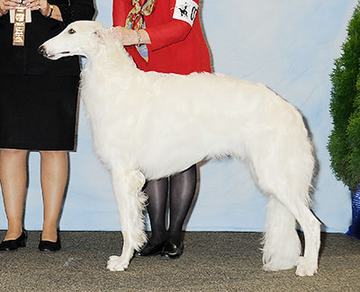 2013 Puppy Sweepstakes Dog, 15 months and under 18 - 2nd