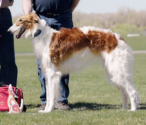 2014 AKC Lure Coursing Best of Breed