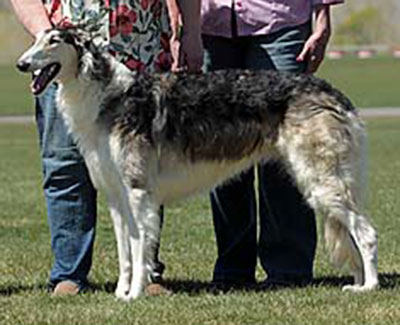 2014 AKC Lure Coursing Open 2nd