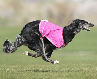 2014 AKC Lure Coursing Open 5th