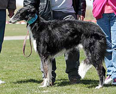 2014 AKC Lure Coursing Veteran 1st