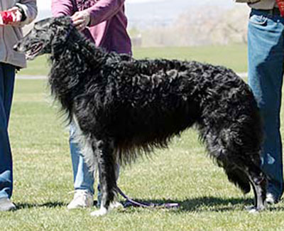 2014 AKC Lure Coursing Veteran 2nd