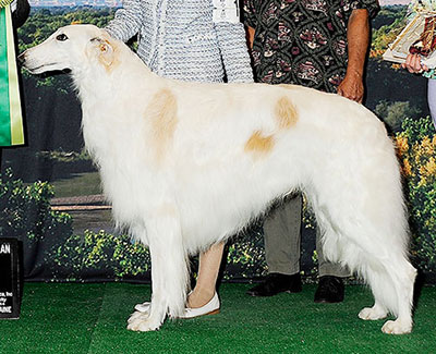 2014 Veteran Sweepstakes Dog, 7 years and under 8 - 1st