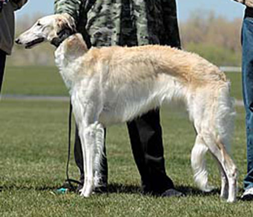2014 ASFA Lure Coursing Best of Breed