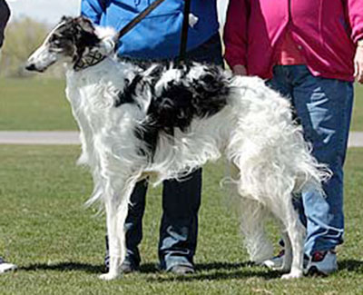 2014 ASFA Lure Coursing Open 3rd