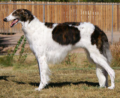 2014 ASFA Lure Coursing Open 4th