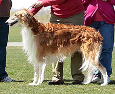 2014 ASFA Lure Coursing Field Champion 2nd