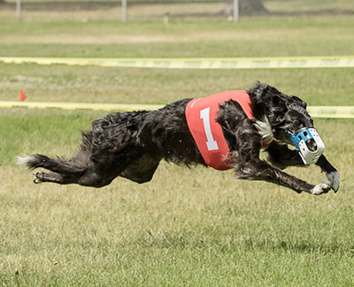 2014 ASFA Lure Coursing Field Champion 4th