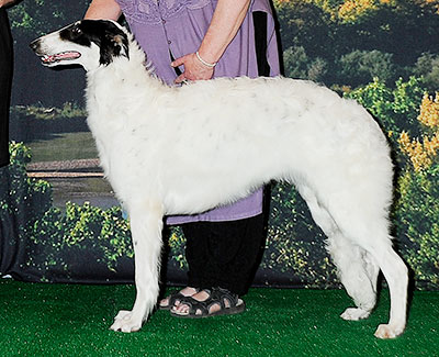 2014 Bitch, 6 months and under 9 - 3rd