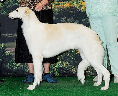 2014 Bitch, Bred by Exhibitor - 2nd