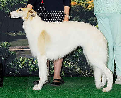 2014 Bitch, Bred by Exhibitor - 3rd