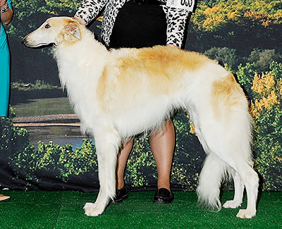 2014 Dog, 12 months and under 18 - 1st