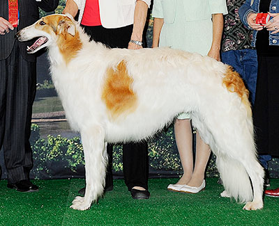 2014 Dog, 12 months and under 18 - 2nd