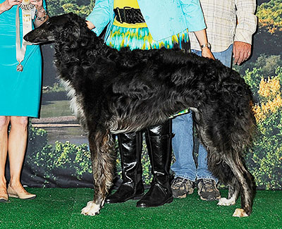 2014 Dog, 12 months and under 18 - 3rd