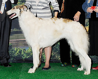 2014 Futurity Dog, 12 months and under 15 - 2nd