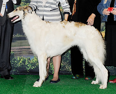 2014 Dog, 12 months and under 18 - 4th