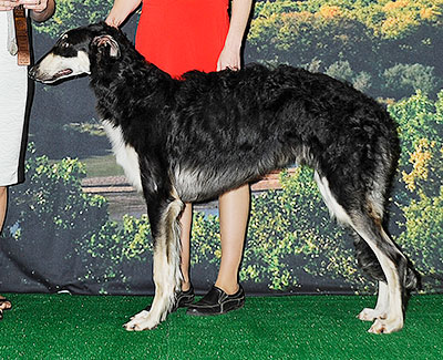 2014 Dog, 6 months and under 9 - 3rd