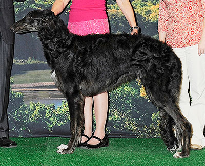 2014 Futurity Dog, 6 months and under 9 - 3rd
