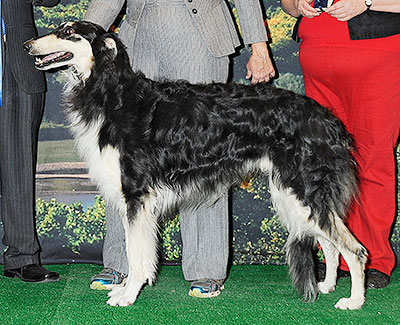 2014 Dog, Amerian Bred - 1st