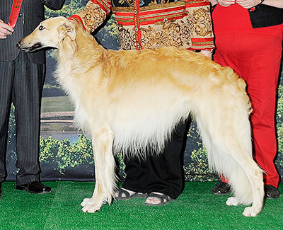 2014 Dog, Amerian Bred - 2nd