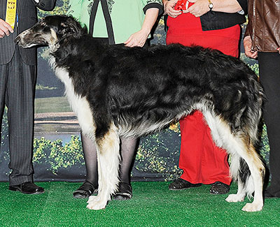 2014 Futurity Dog, 18 months and under 21 - 4th