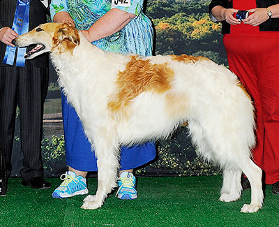 2014 Dog, Bred by Exhibitor - 1st