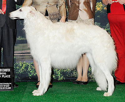 2014 Dog, Bred by Exhibitor - 2nd