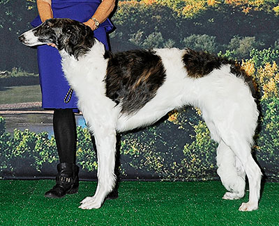 2014 Futurity Bitch, 6 months and under 9 - 3rd