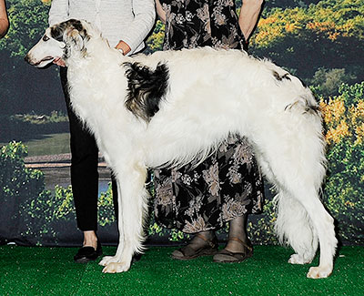2014 Futurity Dog, 15 months and under 18 - 3rd