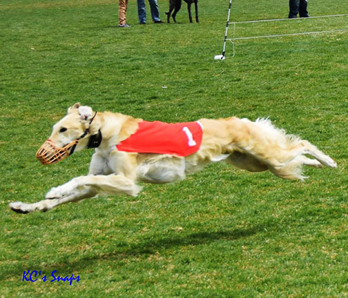 2014 LGRA Best of Breed