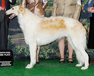 2014 Reserve Winners Dog