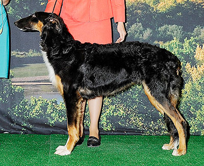 2014 Puppy Sweepstakes Dog, 6 months and under 9 - 3rd
