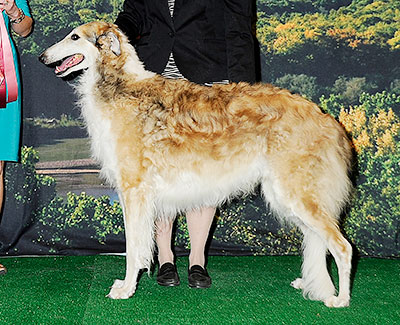 2014 Veteran Sweepstakes Dog, 9 years and under 10 - 1st
