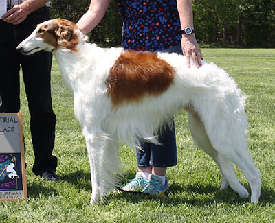 2015 AKC Lure Coursing Open 4th