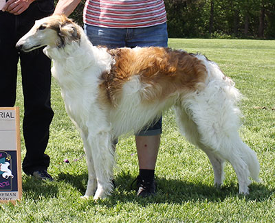 2015 AKC Lure Coursing Open 5th