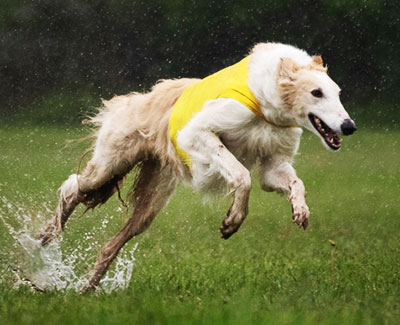 2015 AKC Lure Coursing Open 3rd