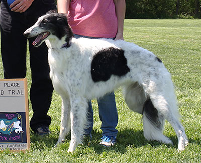 2015 AKC Lure Coursing Open 1st