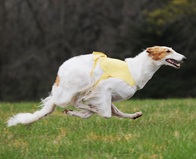 2015 AKC Lure Coursing Open 2nd