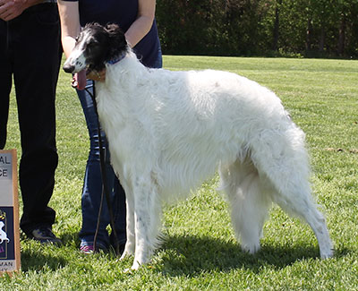 2015 AKC Lure Coursing Open 3rd